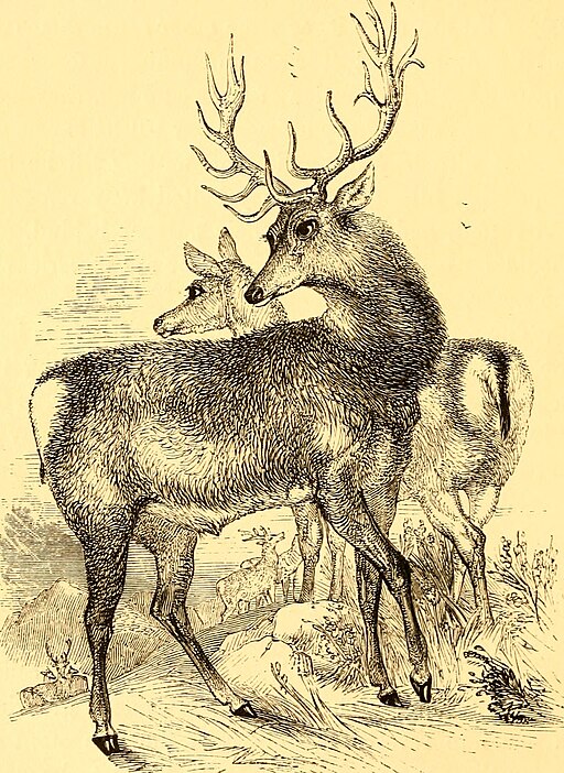 Deuteronomy Chapter 14