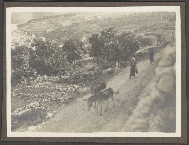 Matthew 21:1-17  The Colt