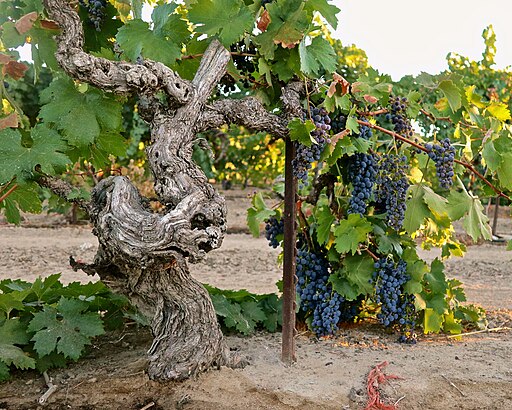 grapevine with fruit