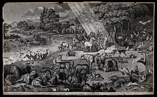 Adam names animals, woman, Genesis 2:15-25