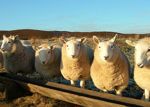 Sheep at a sheep trough